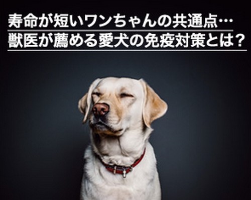 【キュアペット】犬の口臭・免疫対策サプリメント
