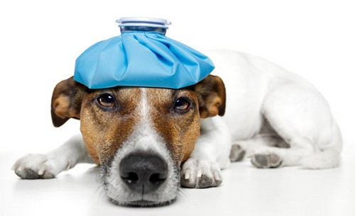 犬の熱中症の症状とは？

