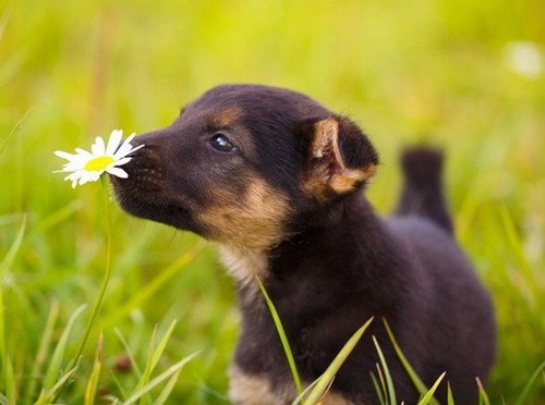 犬が食べたら危険な花！大丈夫な花？