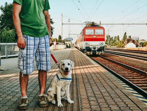 犬と電車に乗るときの注意点って？