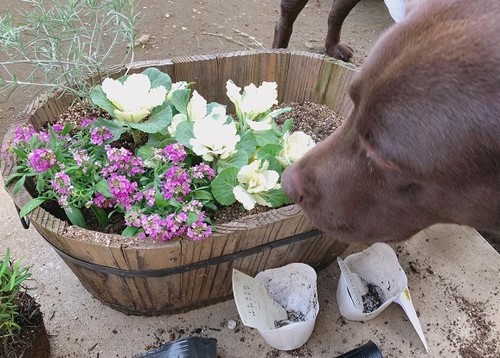 犬が食べたら危険な花！大丈夫な花？
