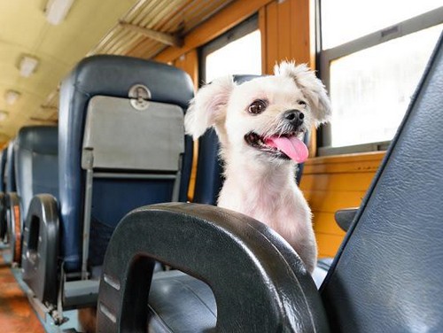 犬と電車に乗るときの注意点って？
