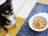 犬はお米を食べても大丈夫！