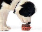 犬はチョコレートを食べちゃダメ！