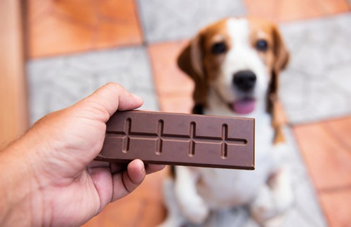 犬はチョコレートを食べちゃダメ！

