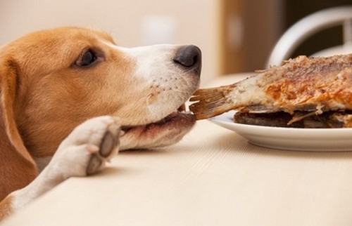 犬はマグロを食べても大丈夫なの？
