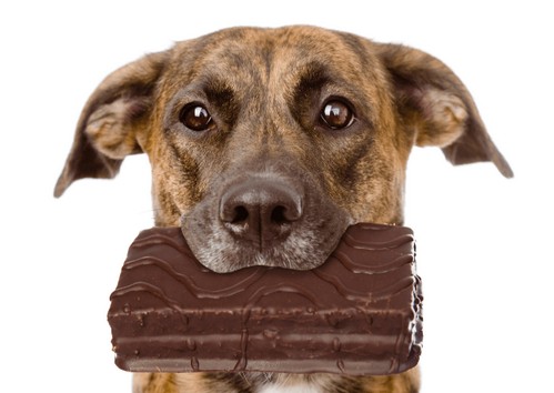 犬はチョコレートを食べちゃダメ！
