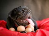 犬は卵を食べても大丈夫？