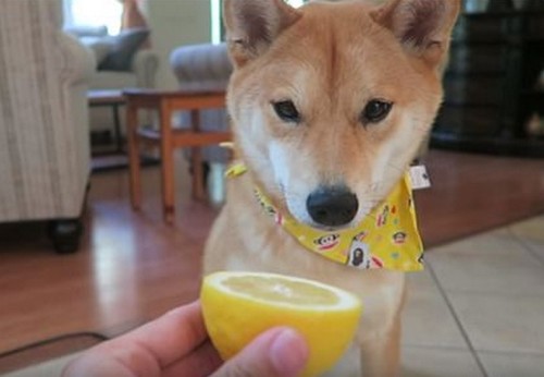 犬はレモンを食べても大丈夫！
