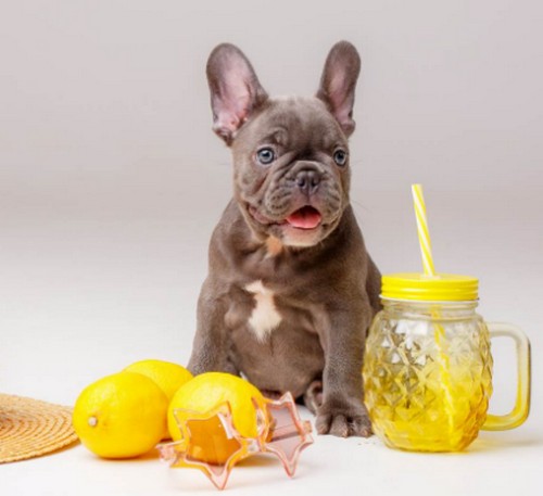 犬はレモンを食べても大丈夫！
