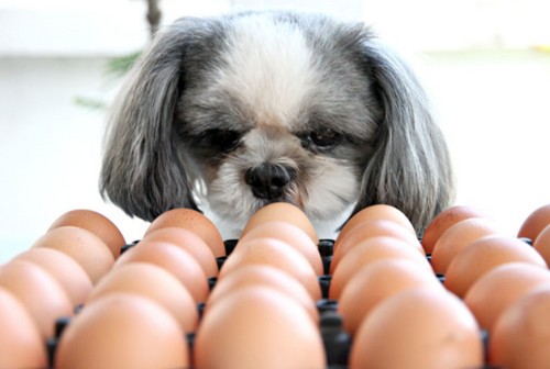 犬は卵を食べても大丈夫？
