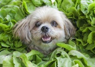 犬がほうれん草を食べても大丈夫？
