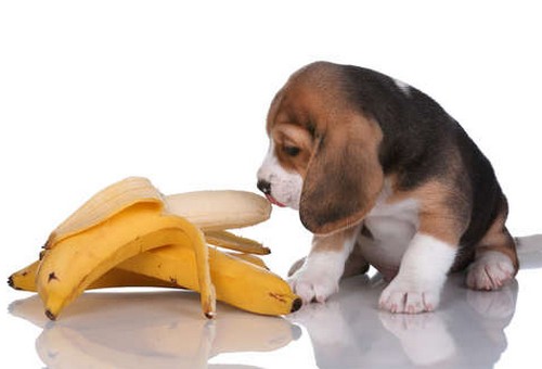 犬にバナナを与えても大丈夫！