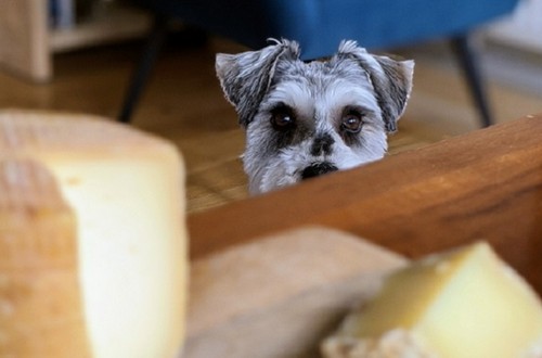 犬にチーズを与えても大丈夫！
