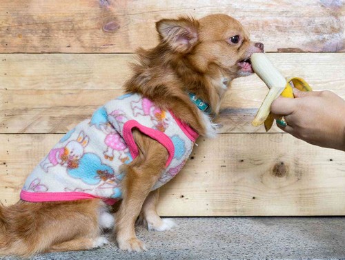 犬にバナナを与えても大丈夫！

