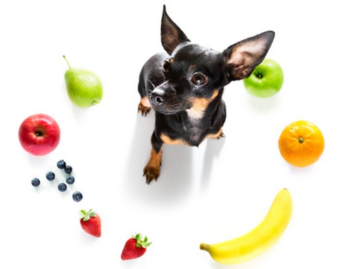 犬がドライフルーツを食べても大丈夫なの？
