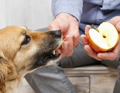 犬にりんごを与えても大丈夫！