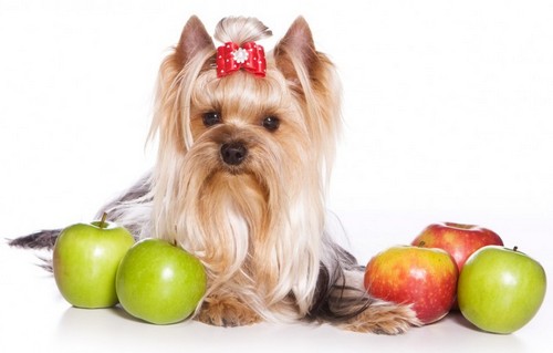 犬にりんごを与えても大丈夫！
