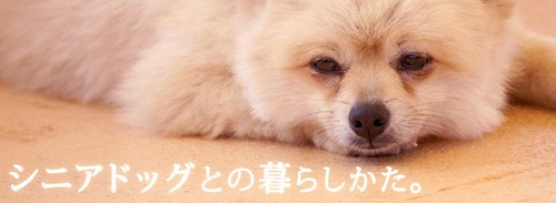 【犬専門通販ショップ(ペットベリー)】ペット用品総合サイト！
