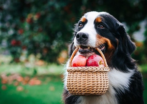 犬にりんごを与えても大丈夫！

