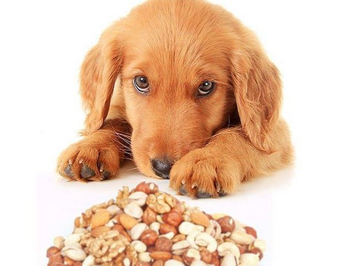 犬がアーモンドを食べても大丈夫？