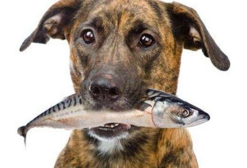 犬がサバ（鯖）を食べても大丈夫？