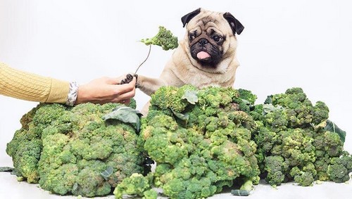犬がブロッコリーを食べても大丈夫？
