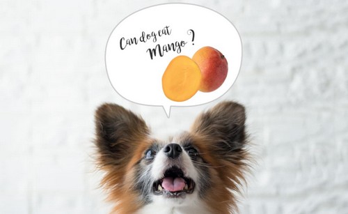 犬がマンゴーを食べても大丈夫？