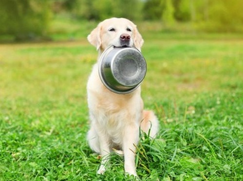 犬がえんどう豆を食べても大丈夫？
