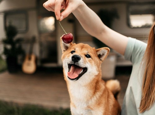 犬がさくらんぼを食べて大丈夫？

