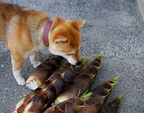犬がタケノコを食べても大丈夫？
