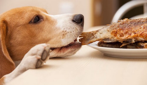 犬がサバ（鯖）を食べても大丈夫？
