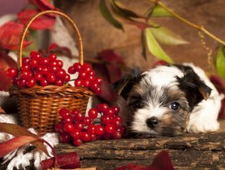 犬がクランベリーを食べても大丈夫？