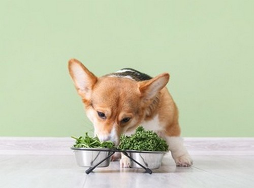 犬が食べてもいい野菜！ダメな野菜？