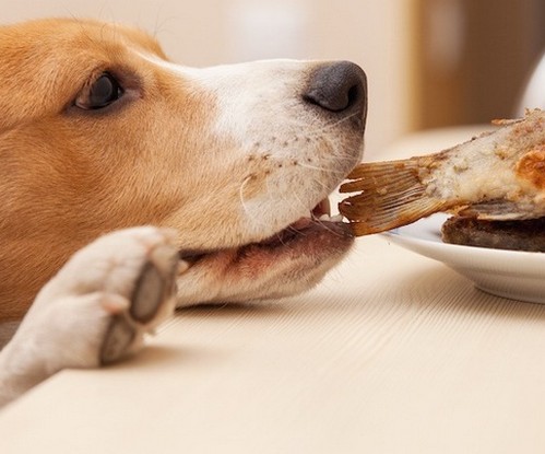 犬がさんまを食べて大丈夫？