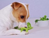 犬がレタスを食べても大丈夫？