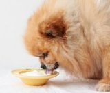 犬がヨーグルトを食べても大丈夫？