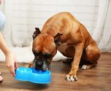 犬がオクラを食べても大丈夫？