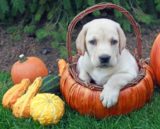 犬がかぼちゃを食べても大丈夫？
