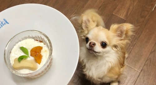犬がヨーグルトを食べても大丈夫？
