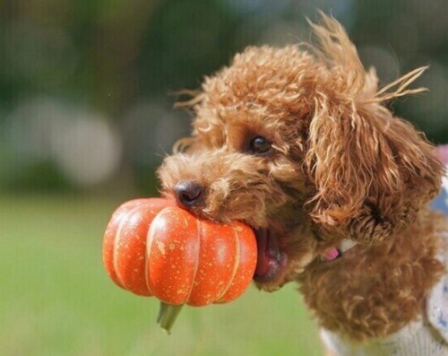 犬がかぼちゃを食べても大丈夫？
