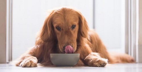 犬がチンゲンサイを食べても大丈夫？
