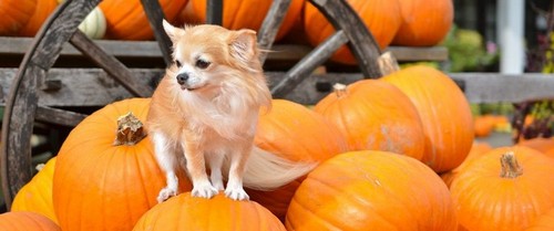 犬がかぼちゃを食べても大丈夫？
