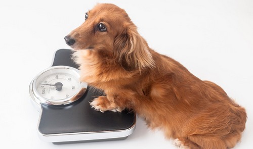 犬が太る！肥満の原因は？病気のリスクって！？
