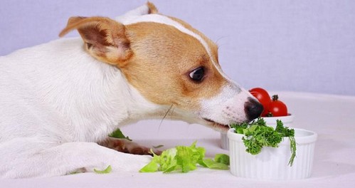 犬が食べてもいい野菜！ダメな野菜？
