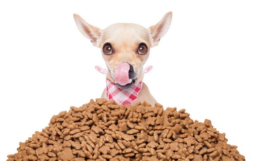 犬に必要なタンパク質の量って？
