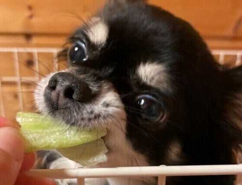 犬がレタスを食べても大丈夫？
