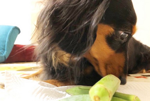 犬がオクラを食べても大丈夫？
