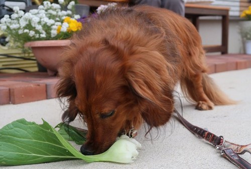 犬がチンゲンサイを食べても大丈夫？
