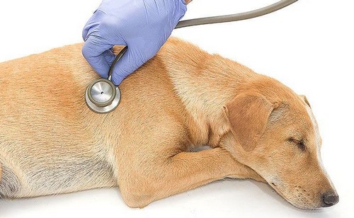 シニア犬（老犬）に多い病気！症状や健康診断の準備は？
